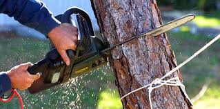 Professional Tree Services in East Greenville, PA