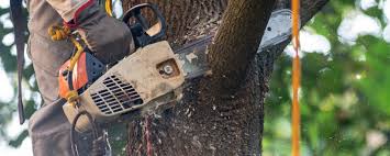 Best Tree Health Inspection  in East Greenville, PA