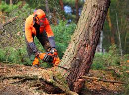 Best Tree Preservation Services  in East Greenville, PA