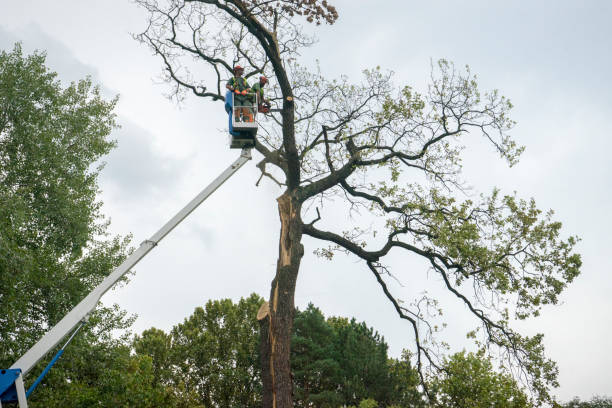  East Greenville, PA Tree Services Pros