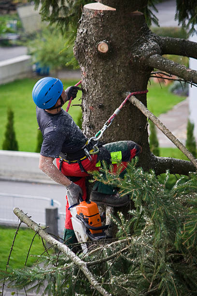 Best Root Management and Removal  in East Greenville, PA