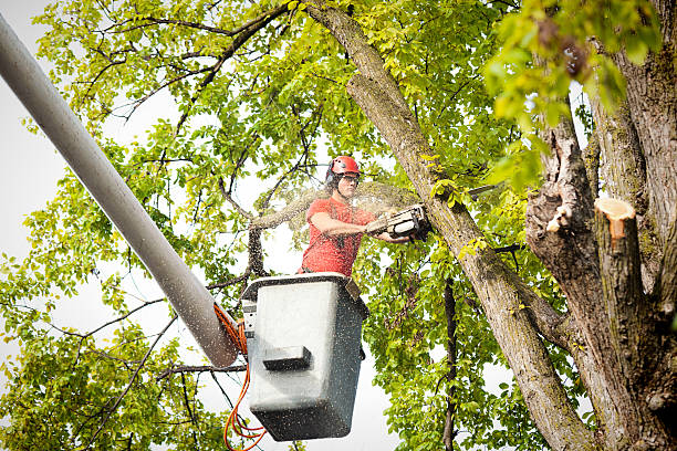 How Our Tree Care Process Works  in  East Greenville, PA