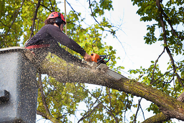 Best Emergency Tree Removal  in East Greenville, PA